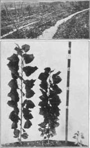 picture22